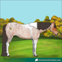Horse Color:Bay Roan Tobiano 