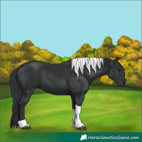 Horse Color:Unknown 