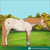 Horse Color:Red Roan Tobiano 