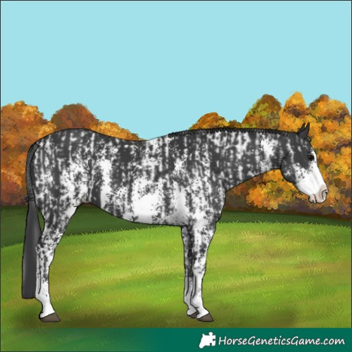 Horse Color:Black Sabino Splash Near Leopard  and Black Sabino Splash 
