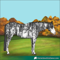 Horse Color:Black Sabino Splash Near Leopard and Black Sabino Splash