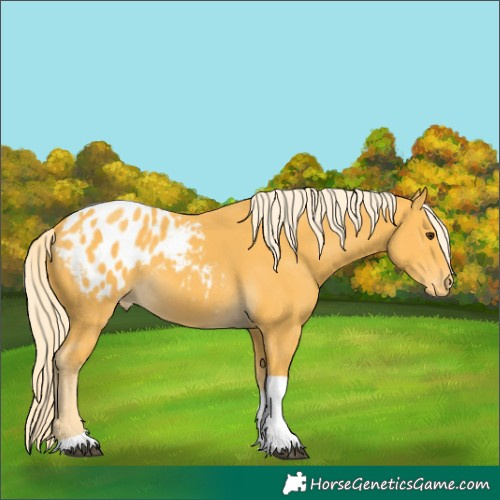 Horse Color:Unknown 