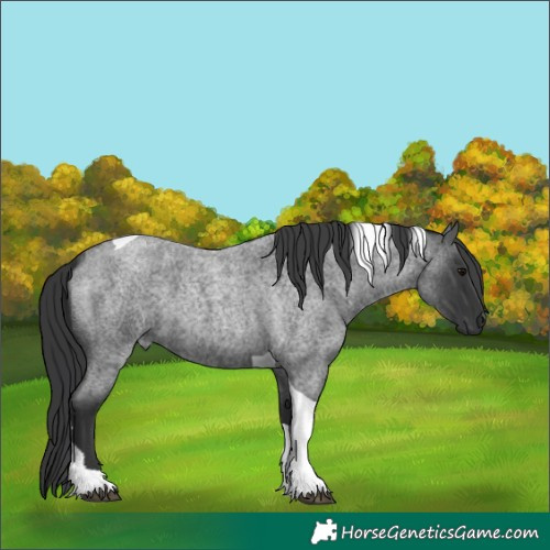 Horse Color:Blue Roan Tobiano 
