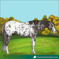 Horse Color:Liver Chestnut Sabino Splash Appaloosa and Liver Chestnut Sabino Splash Tobiano Appaloosa