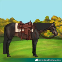 Horse Color:Gray White Spotted Bay Rabicano 