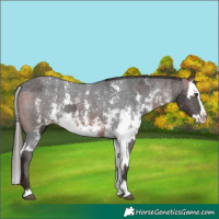 Horse Color:Liver Chestnut Sabino Splash Varnish and Bay Sabino Splash Varnish