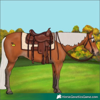Horse Color:Silver Bay Rabicano 
