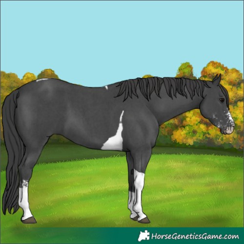 Horse Color:Black Sabino Tobiano 