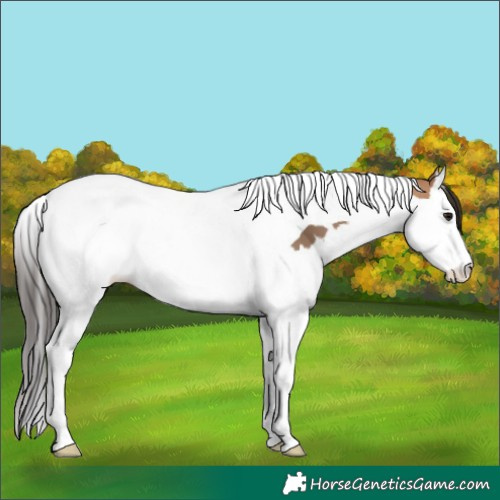 Horse Color:Bay Dun Splash Tobiano 
