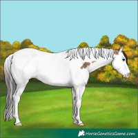 Horse Color:Bay Dun Splash Tobiano