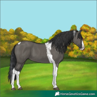 Horse Color:Grullo Splash Tobiano