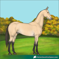Horse Color:Buckskin 