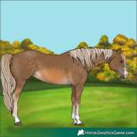 Horse Color:Chocolate Palomino 