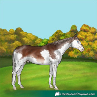 Horse Color:Liver Chestnut Splash