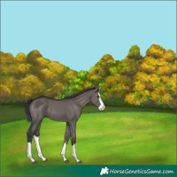 Horse Color:Grullo Splash 