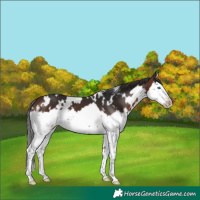 Horse Color:White Spotted Bay Splash Frame 