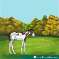 Horse Color:Brown Sabino Tobiano Frame Rabicano 