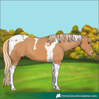 Horse Color:Chestnut Tobiano Varnish