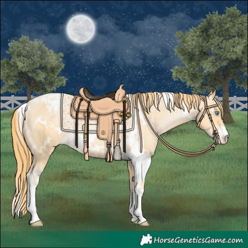 Horse Color:White Spotted Buckskin Pearl Appaloosa
