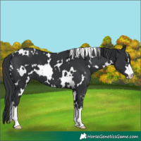 Horse Color:White Spotted Black 