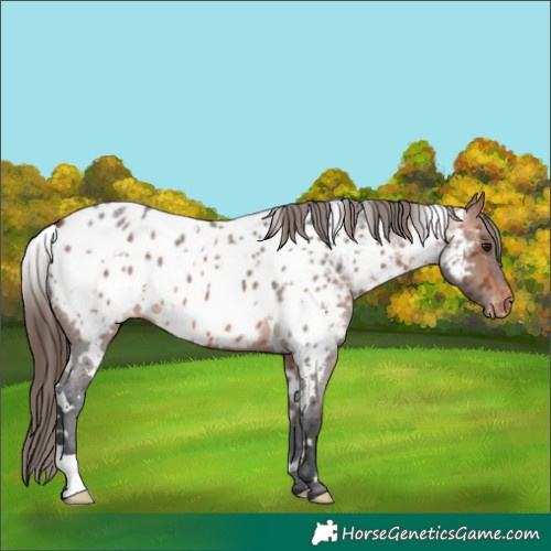Horse Color:White Spotted Bay Roan Appaloosa 
