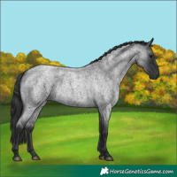 Horse Color:Blue Roan