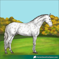 Horse Color:White Spotted Silver Grullo Roan Appaloosa
