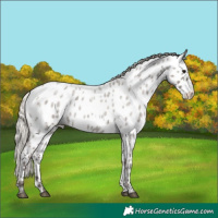 Horse Color:White Spotted Silver Grullo Roan Appaloosa 