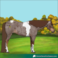 Horse Color:Gray Red Roan Tobiano