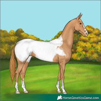 Horse Color:Chestnut Appaloosa 