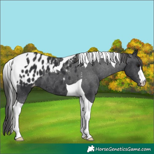 Horse Color:Black Tobiano Blanket
