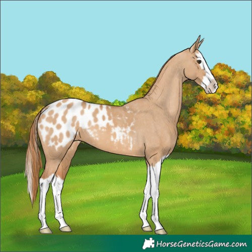 Horse Color:Red Dun Splash Appaloosa 