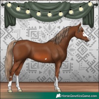 Horse Color:Chestnut 