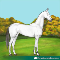 Horse Color:Gray Bay Appaloosa 