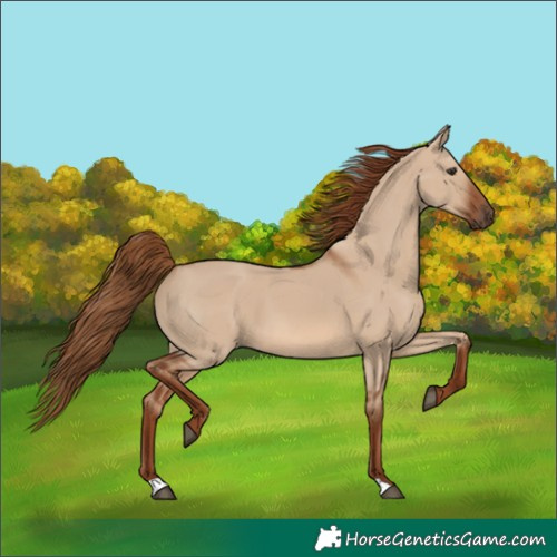 Horse Color:Red Dun