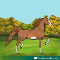 Horse Color:Chestnut Splash Frame