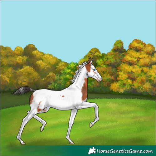 Horse Color:Bay Splash Tobiano Frame Appaloosa