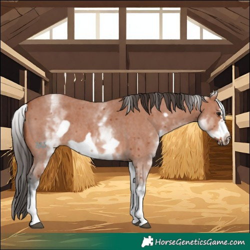Horse Color:White Spotted Bay Sabino Frame 