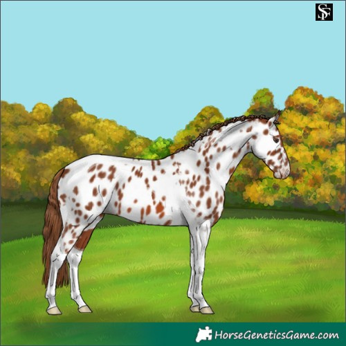 Horse Color:Chestnut Tobiano Appaloosa 