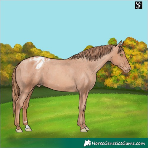 Horse Color:Gold Champagne Appaloosa 
