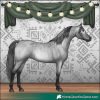Horse Color:Gray Blue Roan 