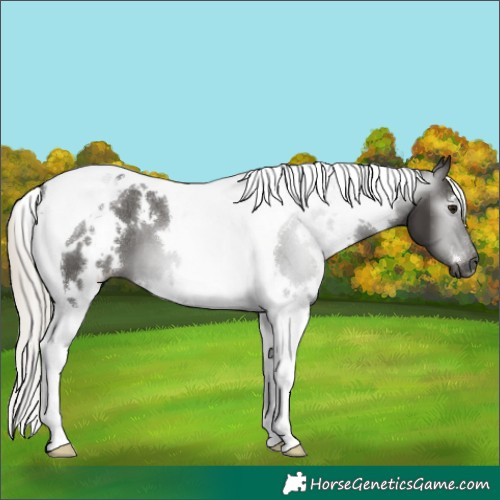 Horse Color:Gray White Spotted Silver Black Tobiano Appaloosa 