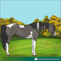 Horse Color:Grullo Splash Tobiano