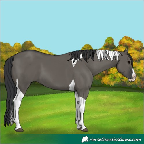 Horse Color:Grullo Splash Tobiano