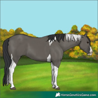 Horse Color:Grullo Splash Tobiano 
