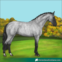 Horse Color:Blue Roan 