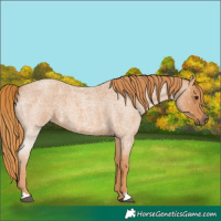 Horse Color:Red Roan