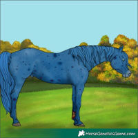 Horse Color:ERROR: UNKNOWN ANOMALY