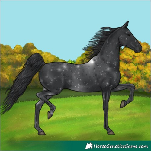 Horse Color:Black 