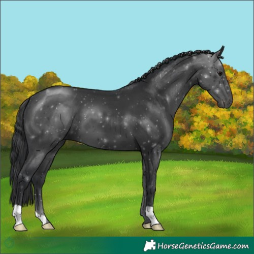 Horse Color:Black 